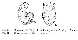 Koste, W (1976): Osnabrücker naturwissenschaftliche Mitteilungen 4 